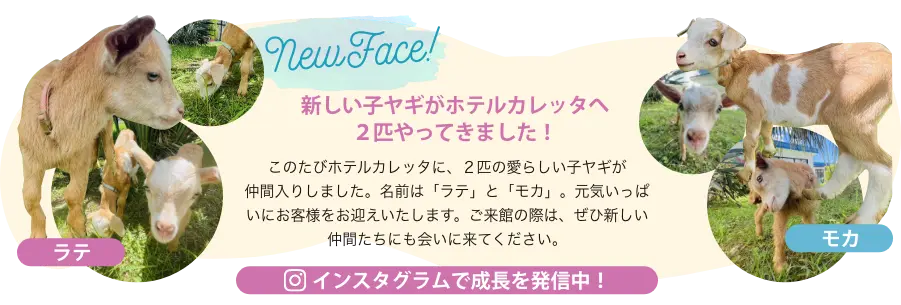 新しい子ヤギがホテルカレッタへ 2匹やってきました!