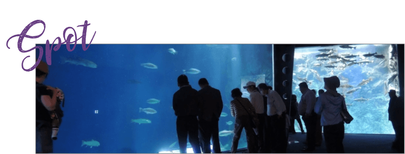 サケのふるさと 千歳水族館
