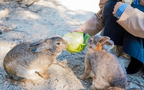 忠海港(大久野島)
