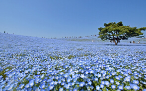 国営ひたち海浜公園